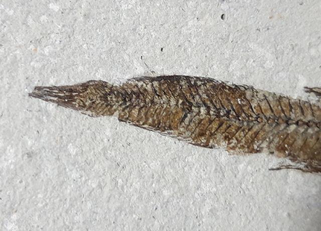 Bregmaceros albyi (SAUVAGE 1880) - Bild © FossNet FossilienStore